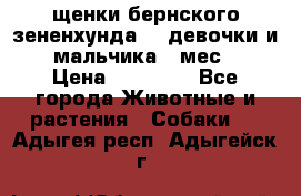 щенки бернского зененхунда. 2 девочки и 2 мальчика(2 мес.) › Цена ­ 22 000 - Все города Животные и растения » Собаки   . Адыгея респ.,Адыгейск г.